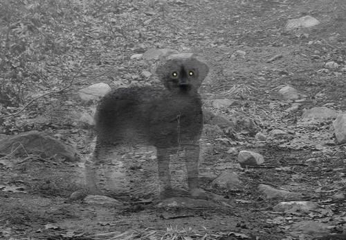 Ghost Dog, Image Source: http://www.worth1000.com/